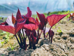 さつまの芽