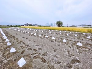 小人の集合住宅