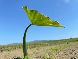 里芋の芽