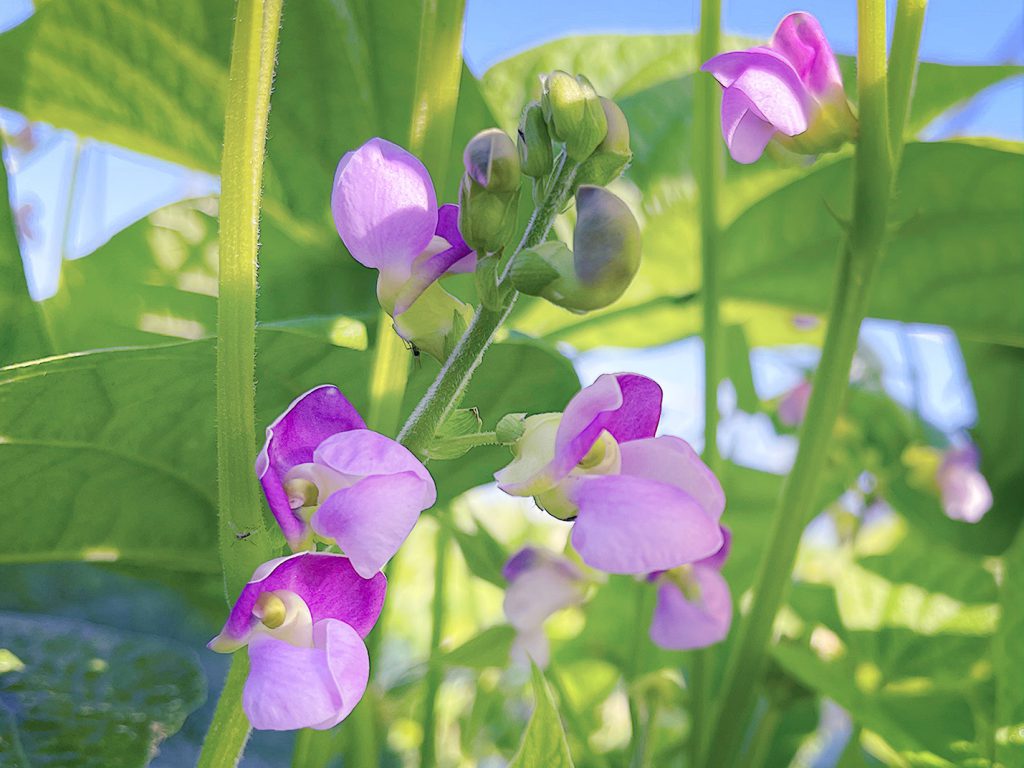 さんどの花