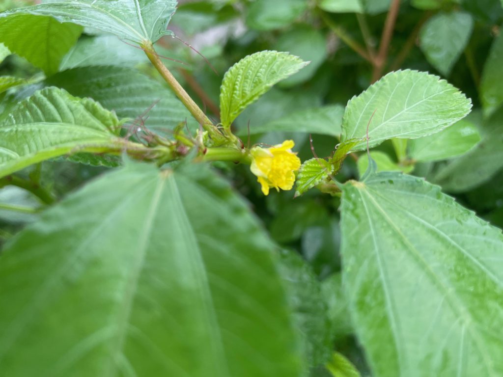 モロヘイヤの花