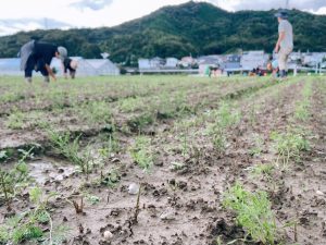 別の圃場でも救出中