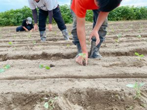 定植なう！！