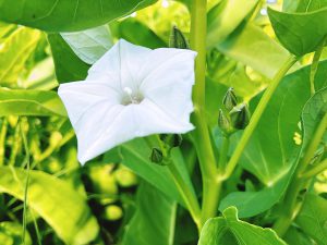 空芯菜の花