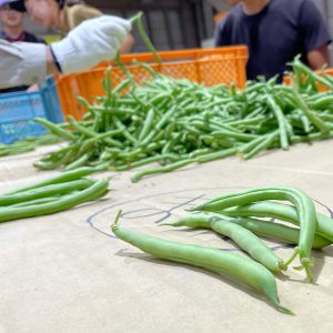 三度豆のお掃除